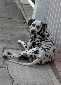 una dálmata