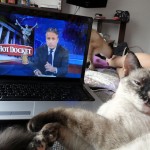 ¿De verdad? ¿Jon Stewart? Este gato no le gusta The Daily Show.