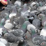 Las palomas están en todos lugares en la plaza de armas
